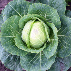 growing cabbage in the open ground. Organic farming. Cabbage head close-up. - 379409211