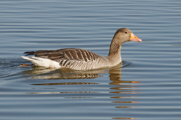 Obraz premium Greylag Goose (Anser anser) swimming