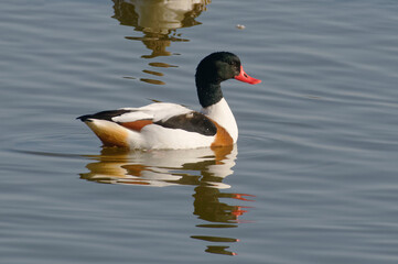 Female Common Shelduck (Tadorna tadorna)