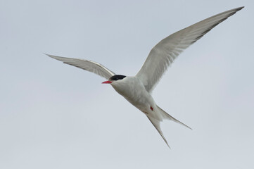 Fototapeta na wymiar Arctic Tern (Sterna paradisaea) flying