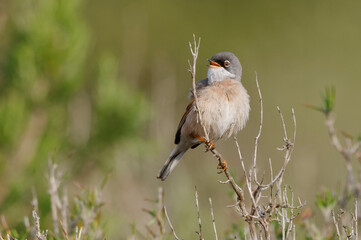 Spectacled Warbler (Sylvia conspicillata) perched on a branch