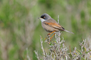 Fototapeta premium Spectacled Warbler (Sylvia conspicillata) perched on a branch