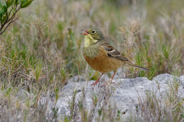 Ortolan Bunting (Emberiza hortulana) on a rock
