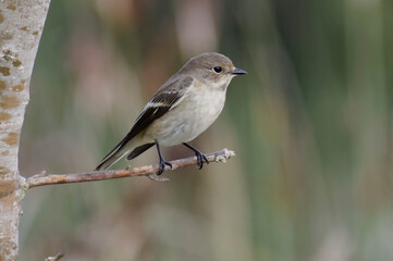 Female European Pied Flycatcher (Ficedula hypoleuca) perched on a branch