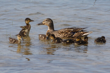 Mallards (Anas platyrhynchos), mother and babies