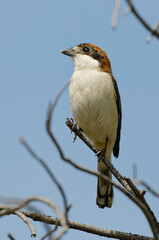 Woodchat Shrike (Lanius senator) perched on a branch
