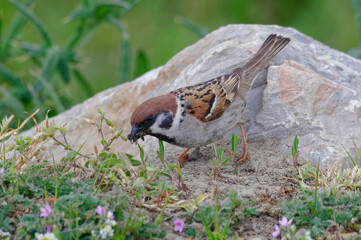 Eurasian Tree Sparrow (Passer montanus)