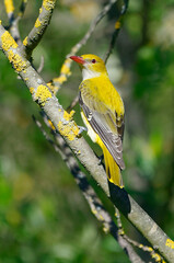 Female Eurasian Golden Oriole (Oriolus oriolus) perched on a branch