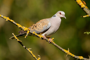 European Turtle Dove (Streptopelia turtur) on a branch