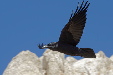 Northern Raven (Corvus corax) in flight