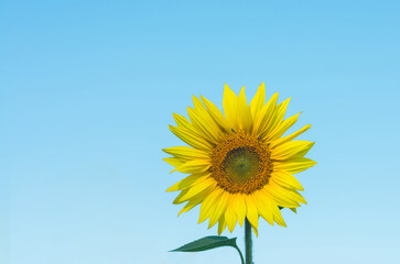 Yellow sunflower on a blue background