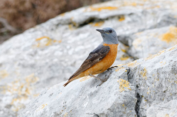 Common Rock Thrush (Monticola saxatilis) resting on a rock