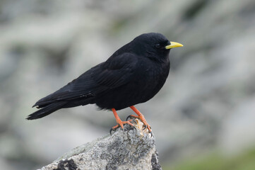 Alpine Chough (Pyrrhocorax graculus)