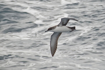 Yelkouan Shearwater (Puffinus yelkouan) flying above the Mediterranean Sea