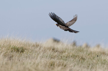 Ring Ouzel (Turdus torquatus) flying above the grass