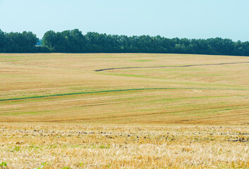 Landscape with a yellow-green cultivated field.