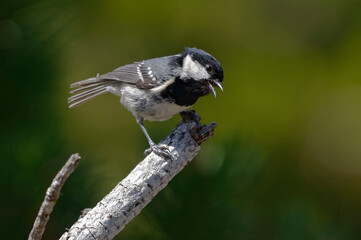 Coal Tit resting (Periparus ater) on a branch