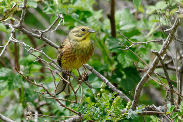 Yellowhammer (Emberiza citrinella) 