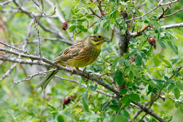 Fototapeta premium Yellowhammer (Emberiza citrinella) 