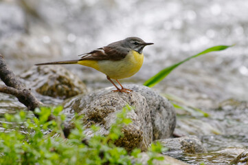 Fototapeta premium Grey Wagtail (Motacilla cinerea) in breeding plumage