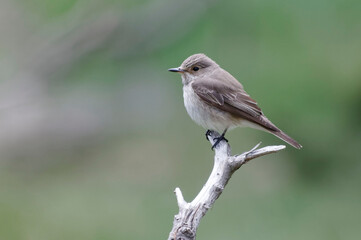 Spotted Flycatcher (Muscicapa striata)