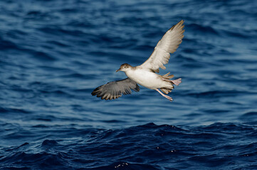 Fototapeta na wymiar Yelkouan Shearwater (Puffinus yelkouan) flying above the Mediterranean Sea