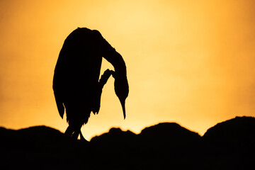 Silhouette of Socotra cormorant preening during sunrise at Busaiteen coast of Bahrain