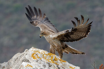 Bonelli's Eagle (Aquila fasciata) on a rock