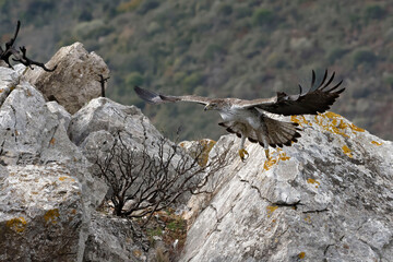 Bonelli's Eagle (Aquila fasciata) flying