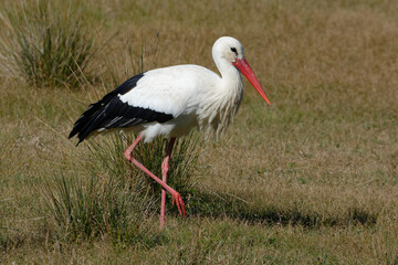 White Stork (Ciconia ciconia)  walking