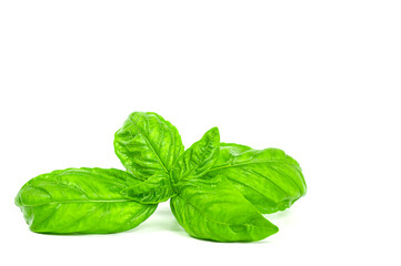 Sweet basil or Italian basial , isolated on white background. Can used for object of food or herb.