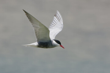 Obraz premium Whiskered Tern (Chlidonias hybrida) flying