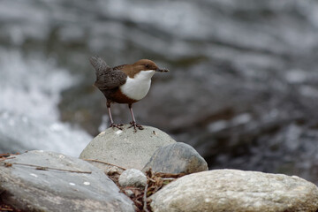 White-throated Dipper (Cinclus cinclus)