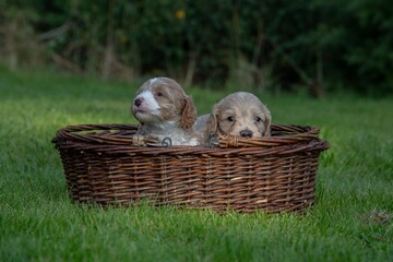 The small cute doodle puppies
