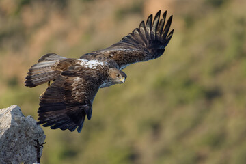 Bonelli's Eagle (Aquila fasciata) flying