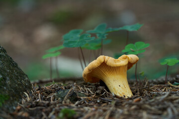 Edible mushroom Cantharellus cibarius in the spruce forest. Known as Golden Chanterelle. Yellow wild mushroom growing in the needles.