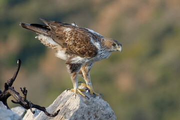 Bonelli's Eagle (Aquila fasciata) on a rock