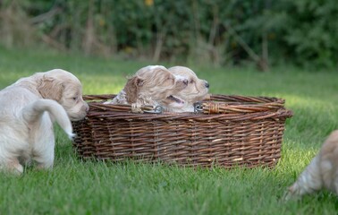 The small cute doodle puppies