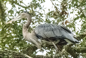 Great Blue Heron