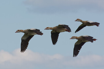 Egyptian geese (Alopochen aegyptiaca)