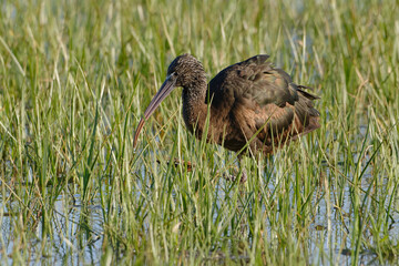 Glossy Ibis (Plegadis falcinellus)