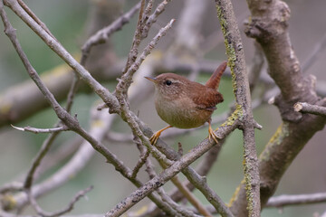 Eurasian Wren (Troglodyetes troglodytes) resting on a branch