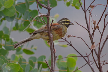 Cirl Bunting (Emberiza cirlus) perched on a branch