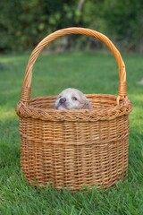 The small cute doodle puppies