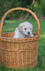 The small cute doodle puppies