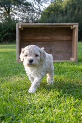 The small cute doodle puppies
