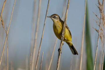 Western Yellow Wagtail (Motacilla flava)