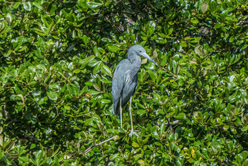 Fototapeta premium Little Blue Heron