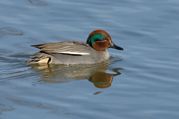 Male Eurasian Teal (Anas crecca) on the water