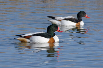 Common Shelduck (Tadorna tadorna)